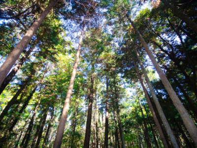 Shinrin-yoku – die heilende Kraft des Waldbadens